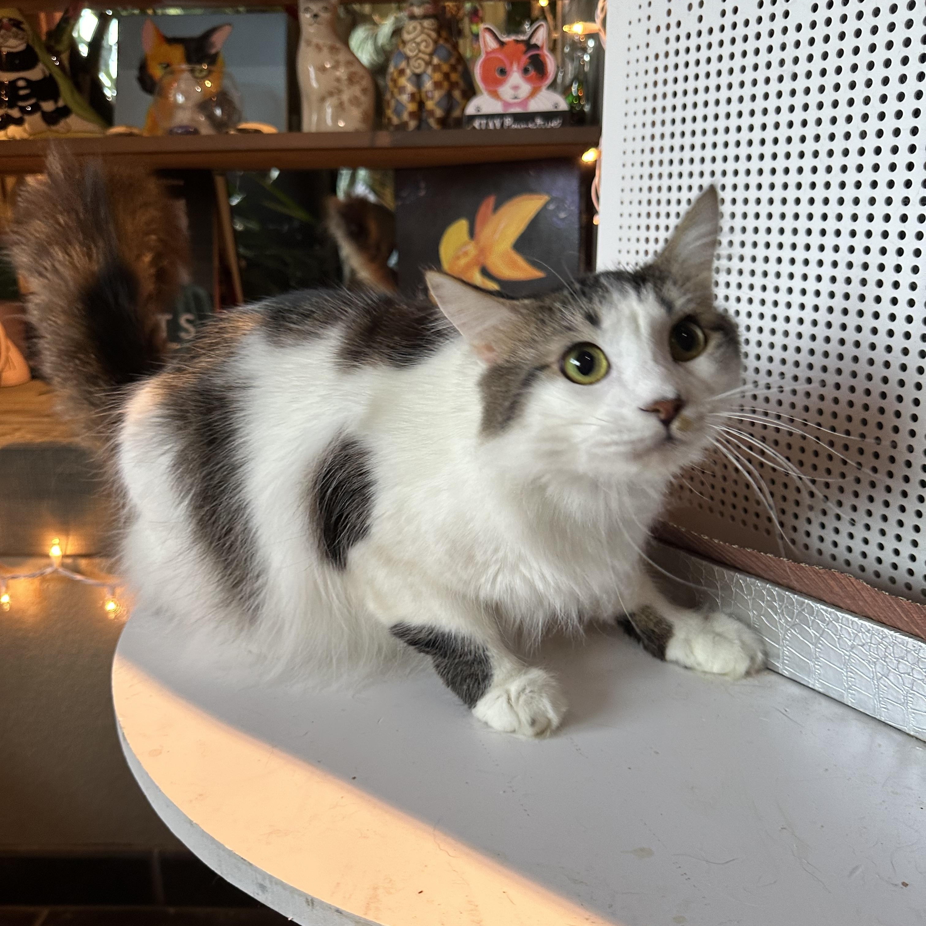 Yani, adopted, Young Male Domestic Long Hair.