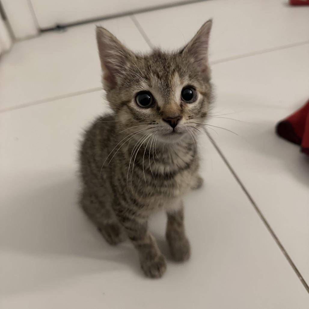 Sumo, ADOPTABLE, Kitten Female Domestic Short Hair.