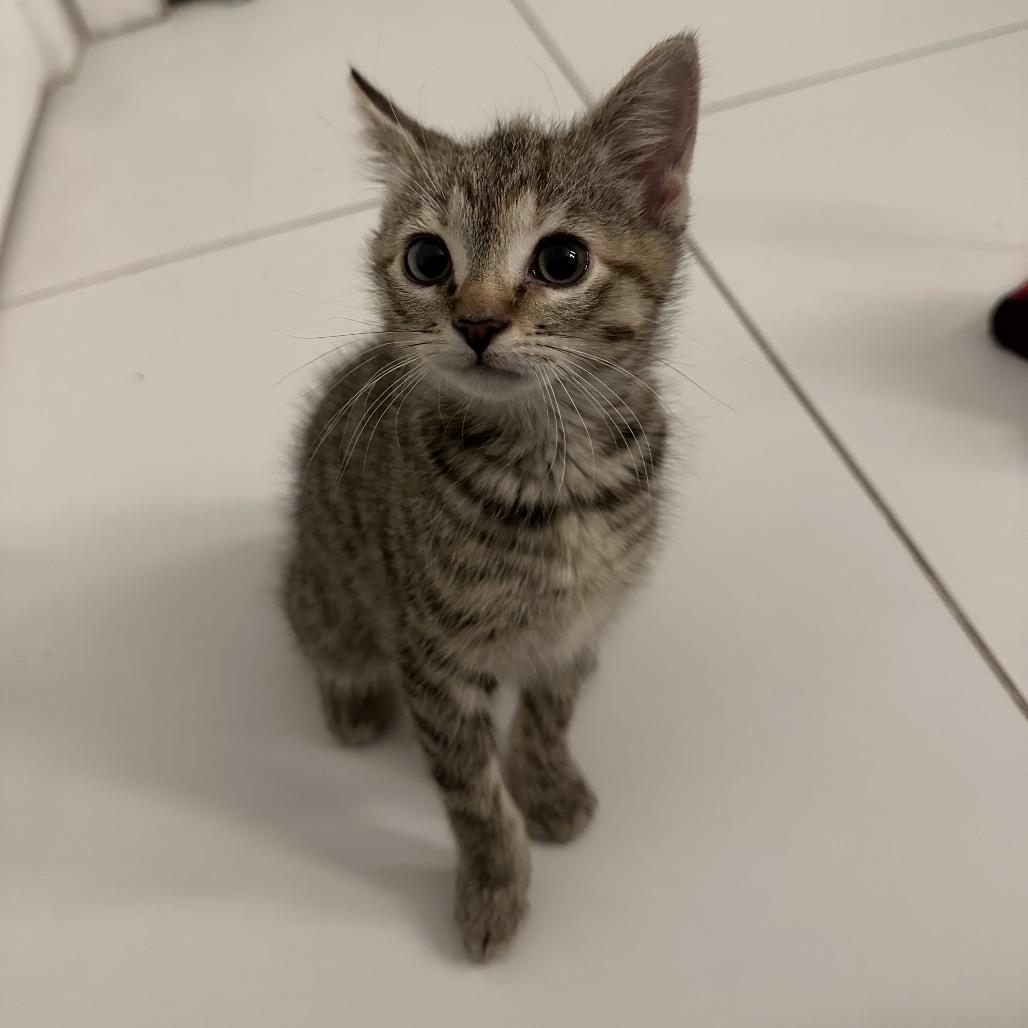 Enlarge Sumo, a ADOPTABLE Domestic Short Hair in Washington, DC image 2/4