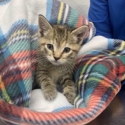 Enlarge Sumo, a ADOPTABLE Domestic Short Hair in Washington, DC image 3/4