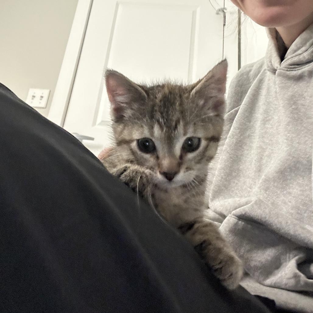 Enlarge Sumo, a ADOPTABLE Domestic Short Hair in Washington, DC image 4/4