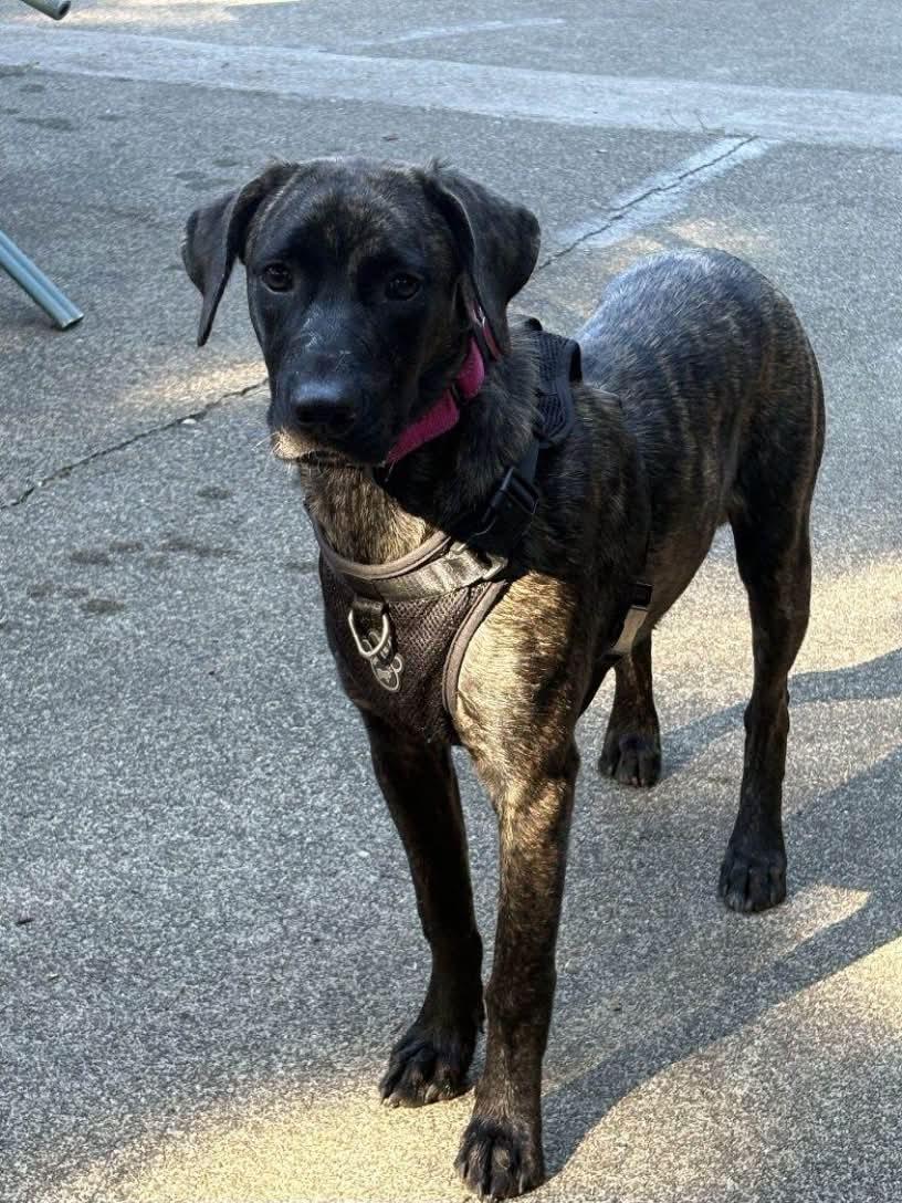 Benji, Adoptable, Puppy Male Hound.