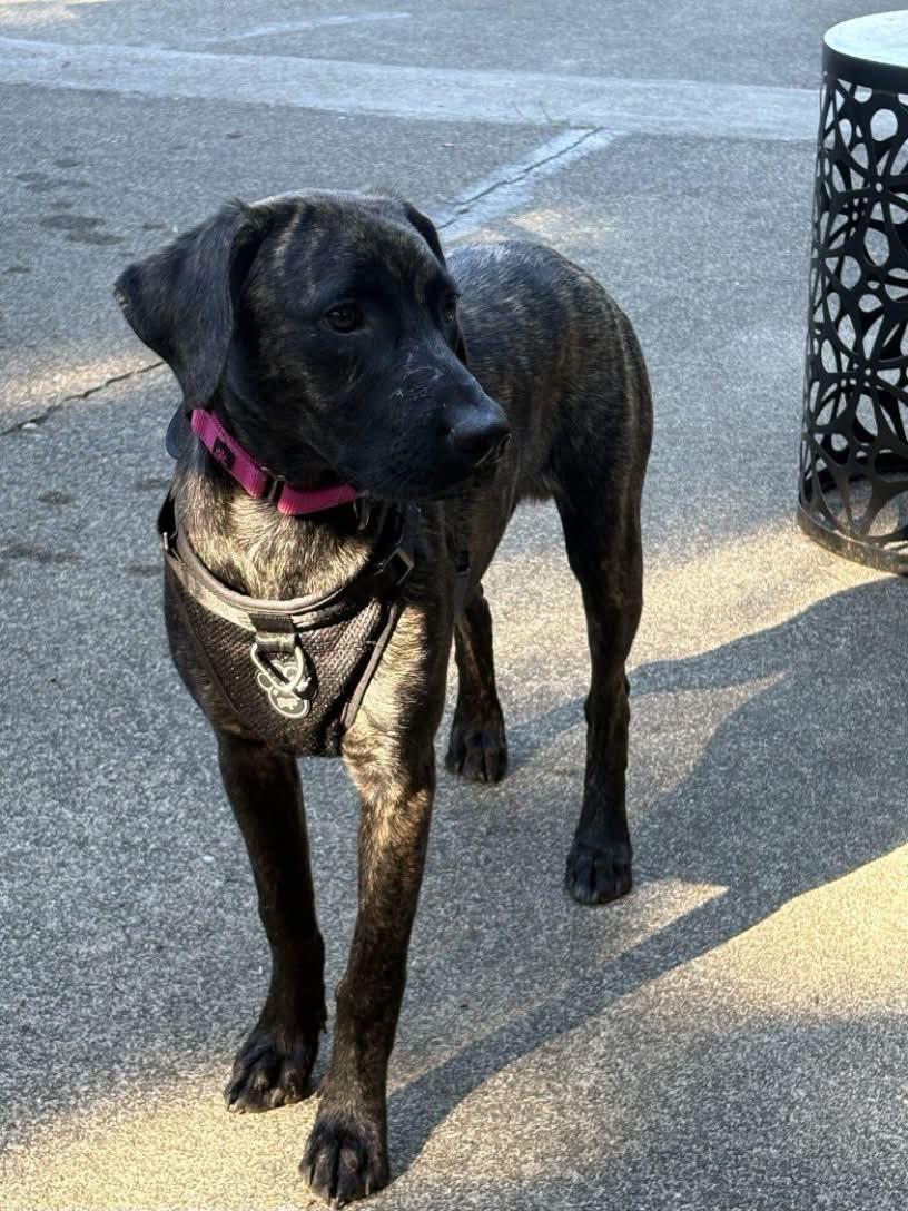 Enlarge Benji, a Adoptable mixed breed in Grants Pass, OR image 2/3