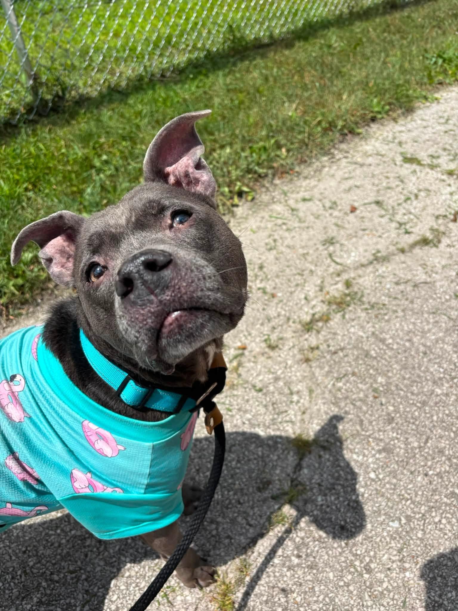 Sonya, a ADOPTABLE Pit Bull Terrier in Saint Charles, MO image 3/3