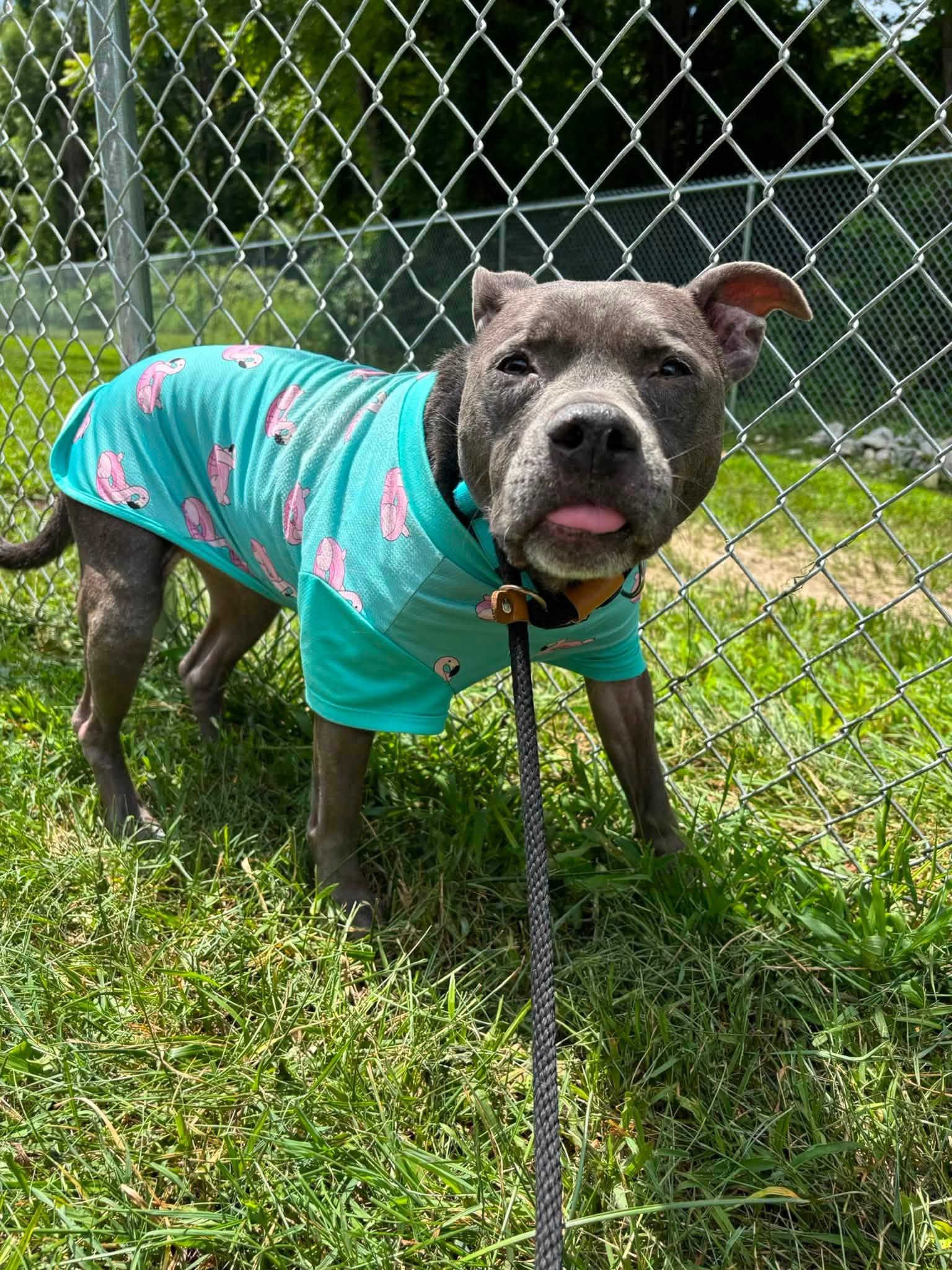 Sonya, ADOPTABLE, Senior Female Pit Bull Terrier.