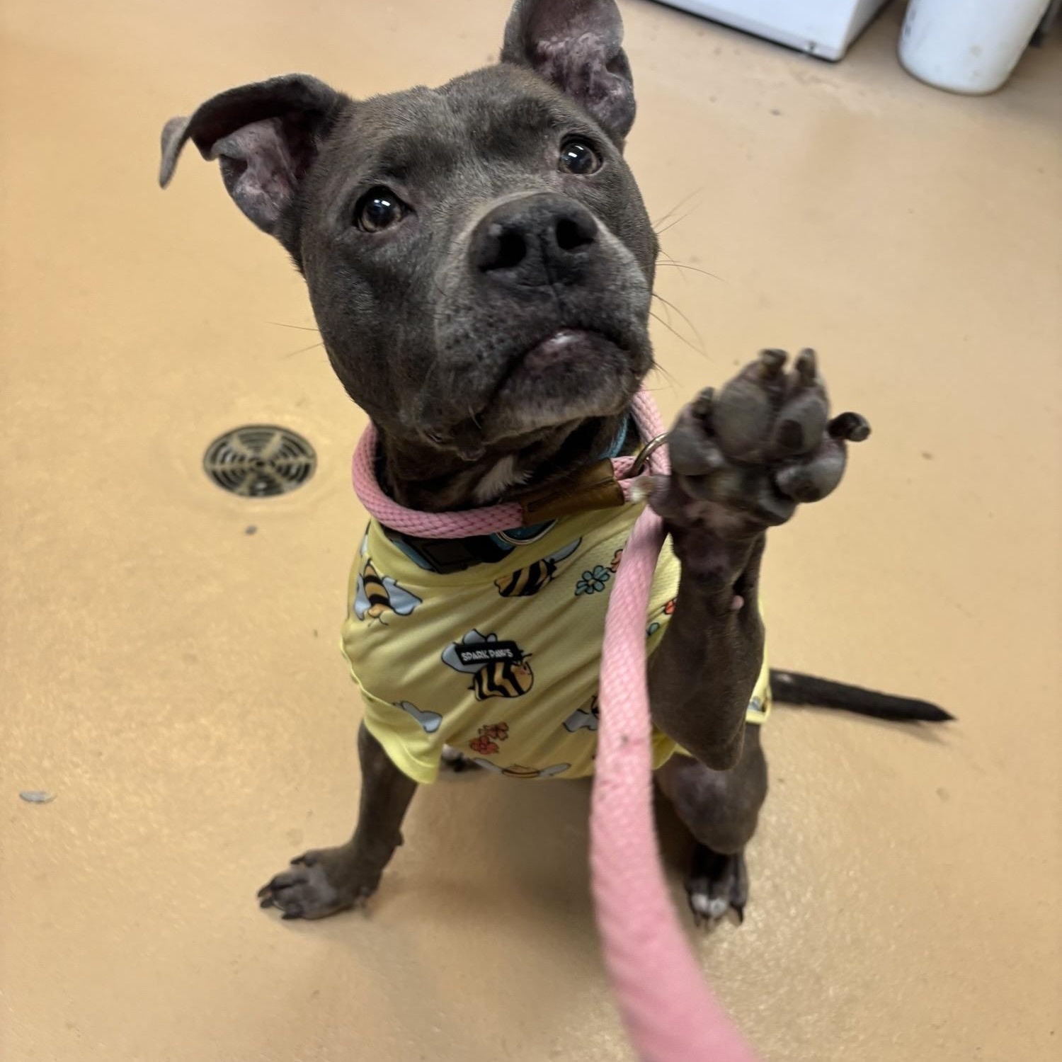 Sonya, a ADOPTABLE Pit Bull Terrier in Saint Charles, MO image 2/3