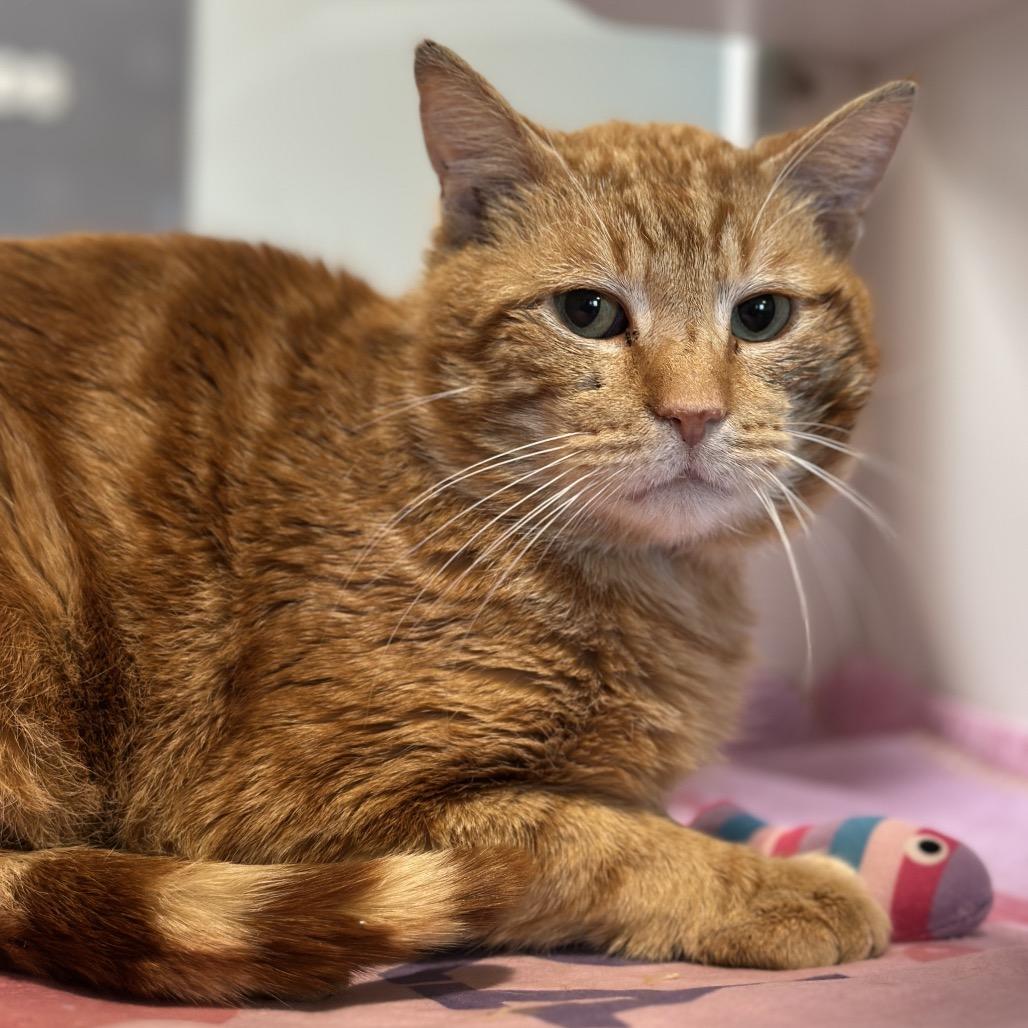 Hershel, Adoptable, Adult Male Domestic Short Hair.