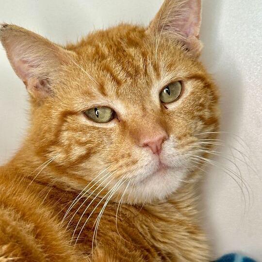 Enlarge Hershel, a Adoptable Domestic Short Hair in Matteson, IL image 2/3