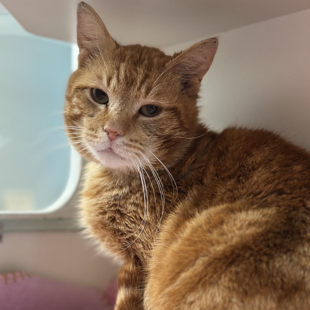 Enlarge Hershel, a Adoptable Domestic Short Hair in Matteson, IL image 3/3