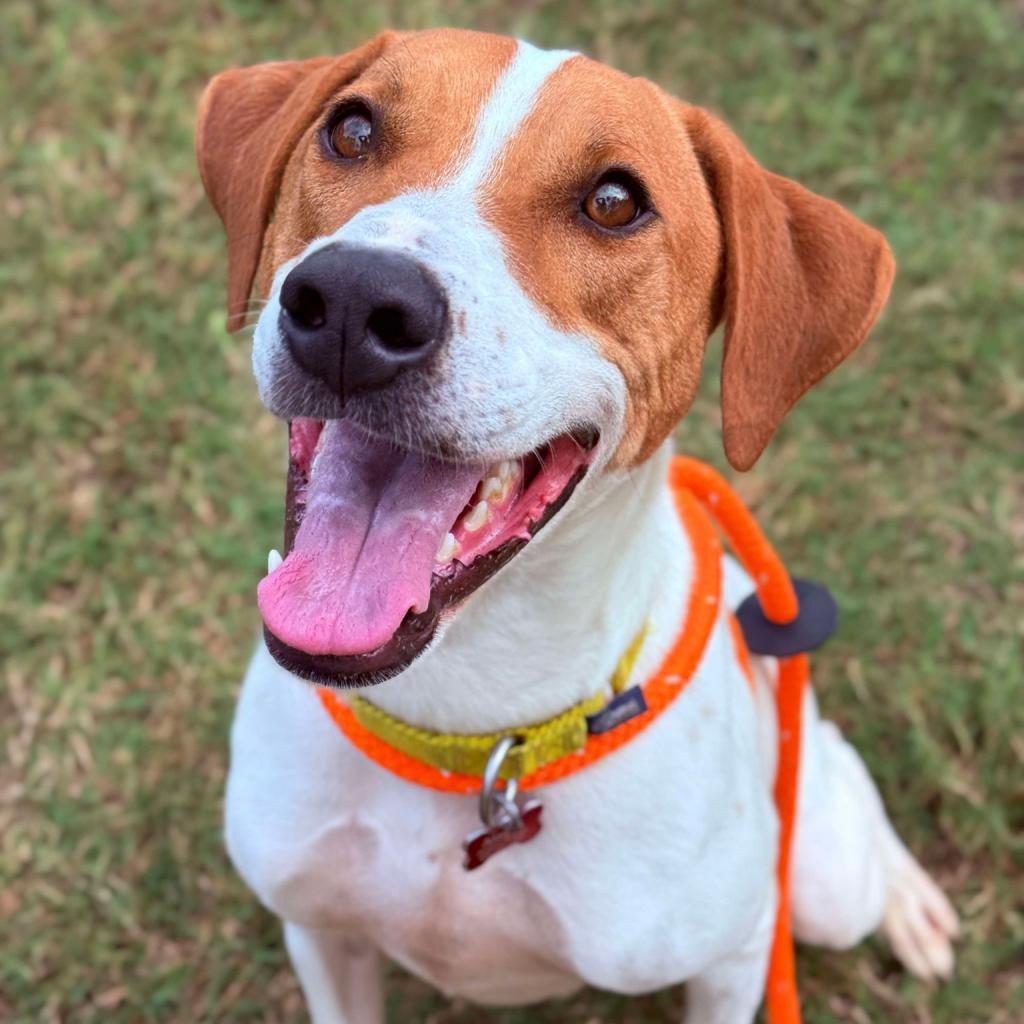 Gus, Adoptable, Adult Male Hound & Spaniel.