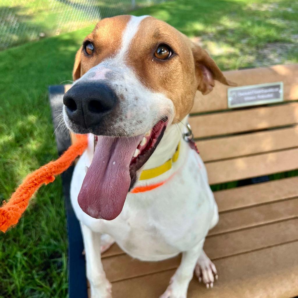 Enlarge Gus, a Adoptable mixed breed in Freeport, FL image 3/6