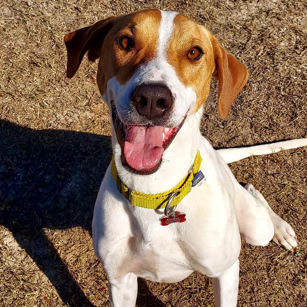 Enlarge Gus, a Adoptable mixed breed in Freeport, FL image 4/6