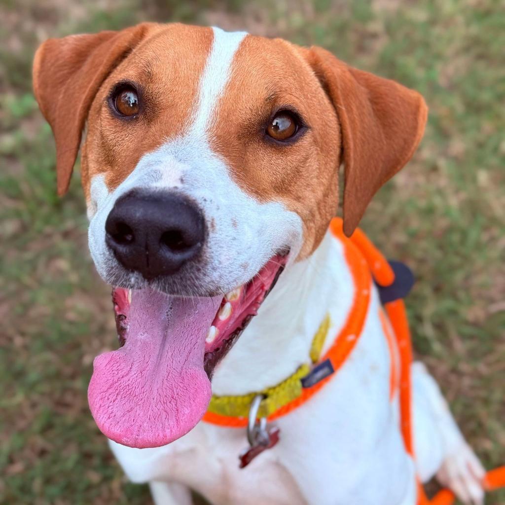 Gus, a Adoptable mixed breed in Freeport, FL image 4/6