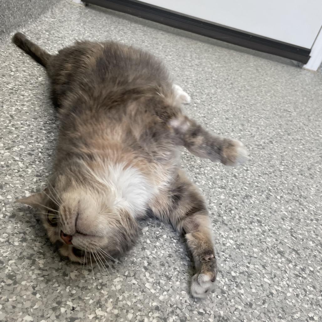 Nudibranch, Adoptable, Senior Female Domestic Short Hair.