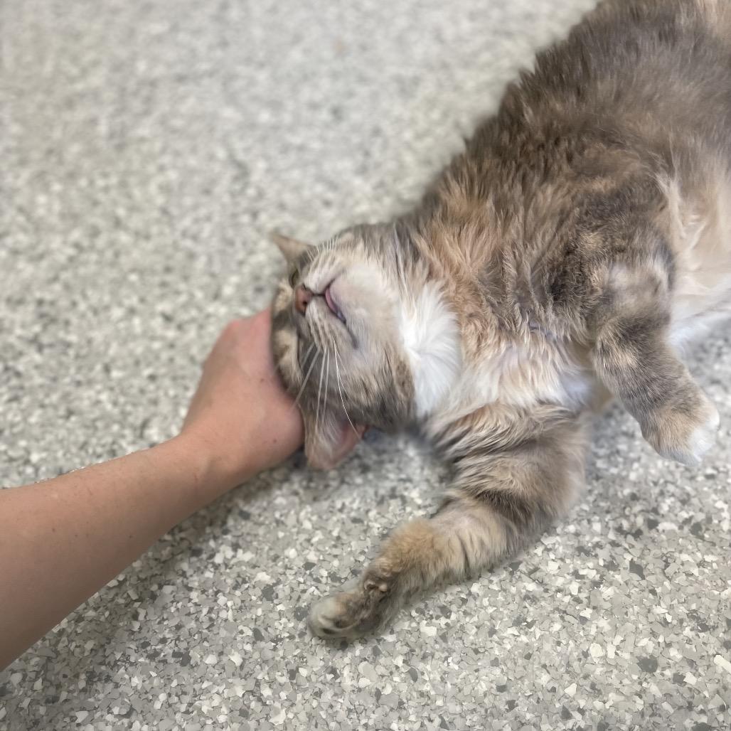 Enlarge Nudibranch, a Adoptable Domestic Short Hair in Enfield, NH image 2/6