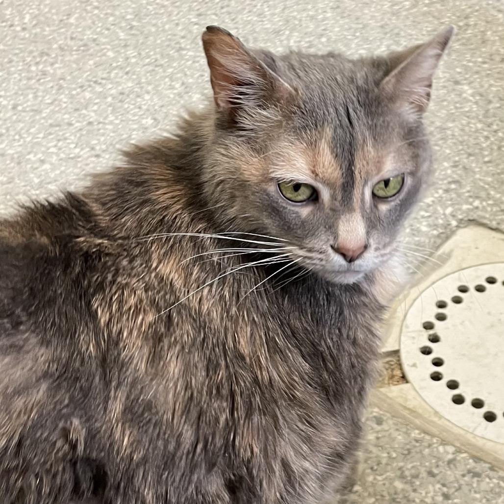 Enlarge Nudibranch, a Adoptable Domestic Short Hair in Enfield, NH image 4/6