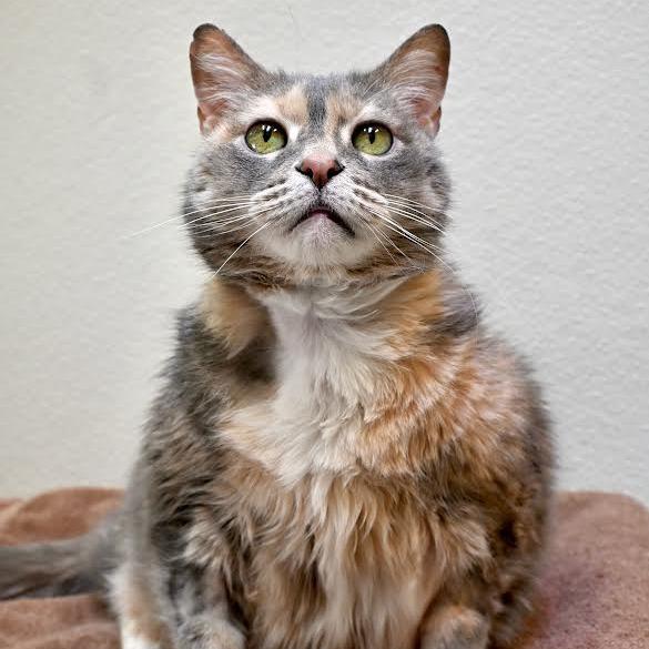 Enlarge Nudibranch, a Adoptable Domestic Short Hair in Enfield, NH image 5/6