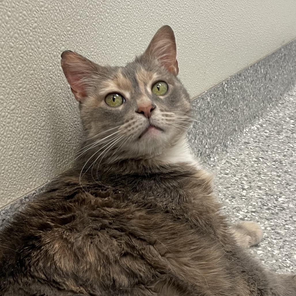 Enlarge Nudibranch, a Adoptable Domestic Short Hair in Enfield, NH image 6/6