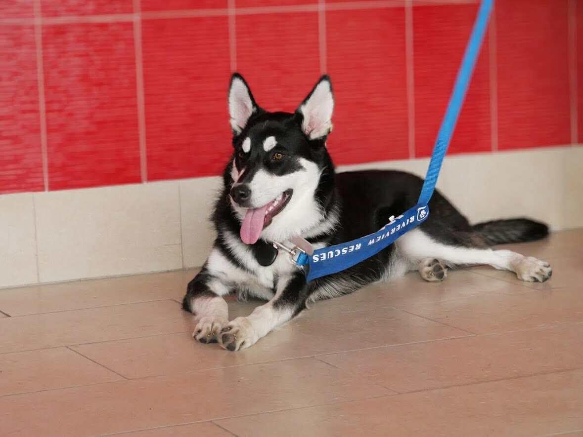 Young Doe 25-144, ADOPTABLE, Young Female Siberian Husky.
