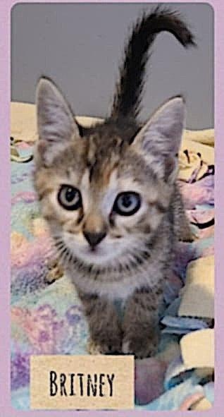 Britney, an adoptable Domestic Short Hair in St Stephen, NB, E3L 2X2 | Photo Image 2