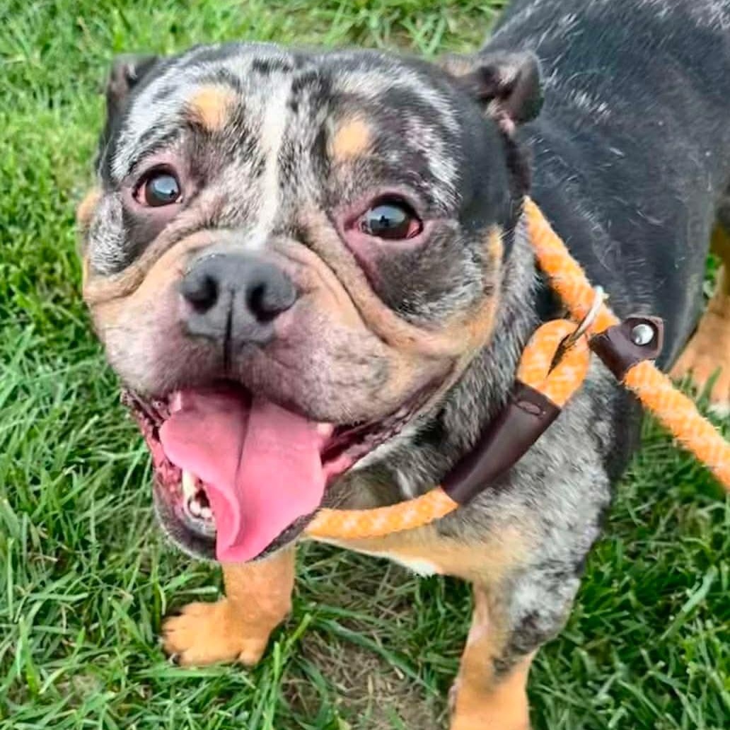 Enlarge Ruby, a ADOPTABLE Bulldog in Minooka, IL image 2/2