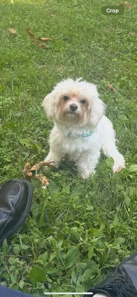 Vinnie, Adopted, Adult Male Maltese.