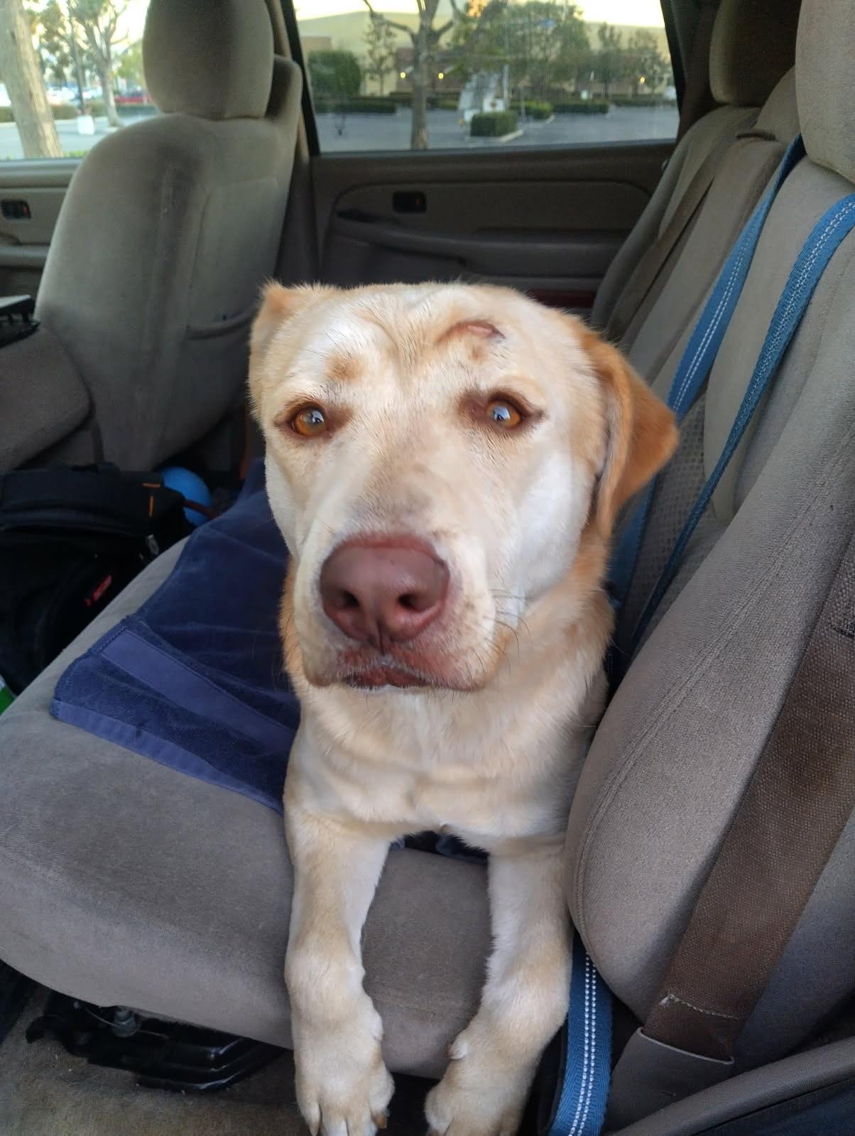 Mr. Butters, ADOPTABLE, Young Male Labrador Retriever.