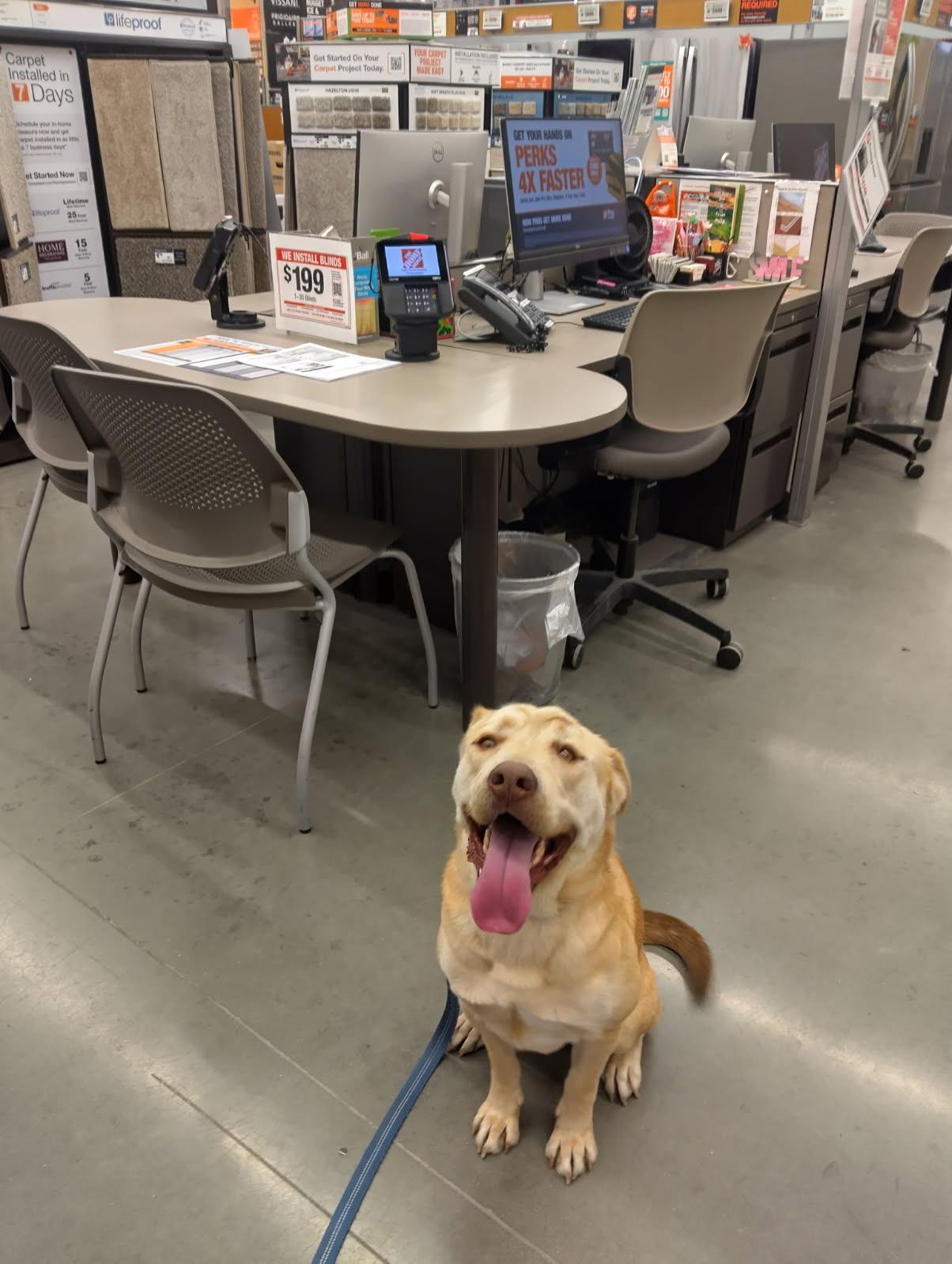 Mr. Butters, a ADOPTABLE mixed breed in Bloomfield Hills, MI image 2/3