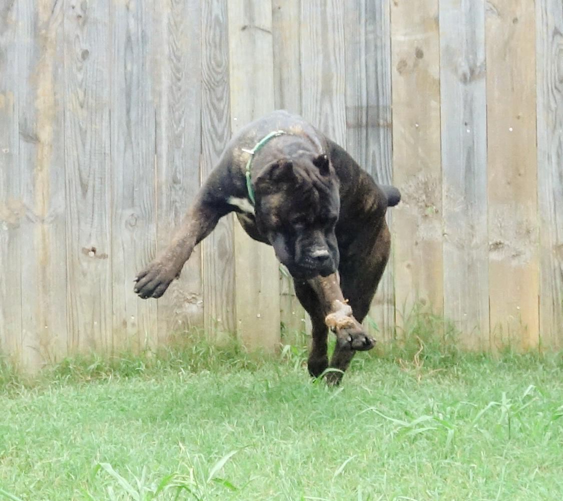 Griffin, a Adoptable Cane Corso in Norwood, GA image 1/6