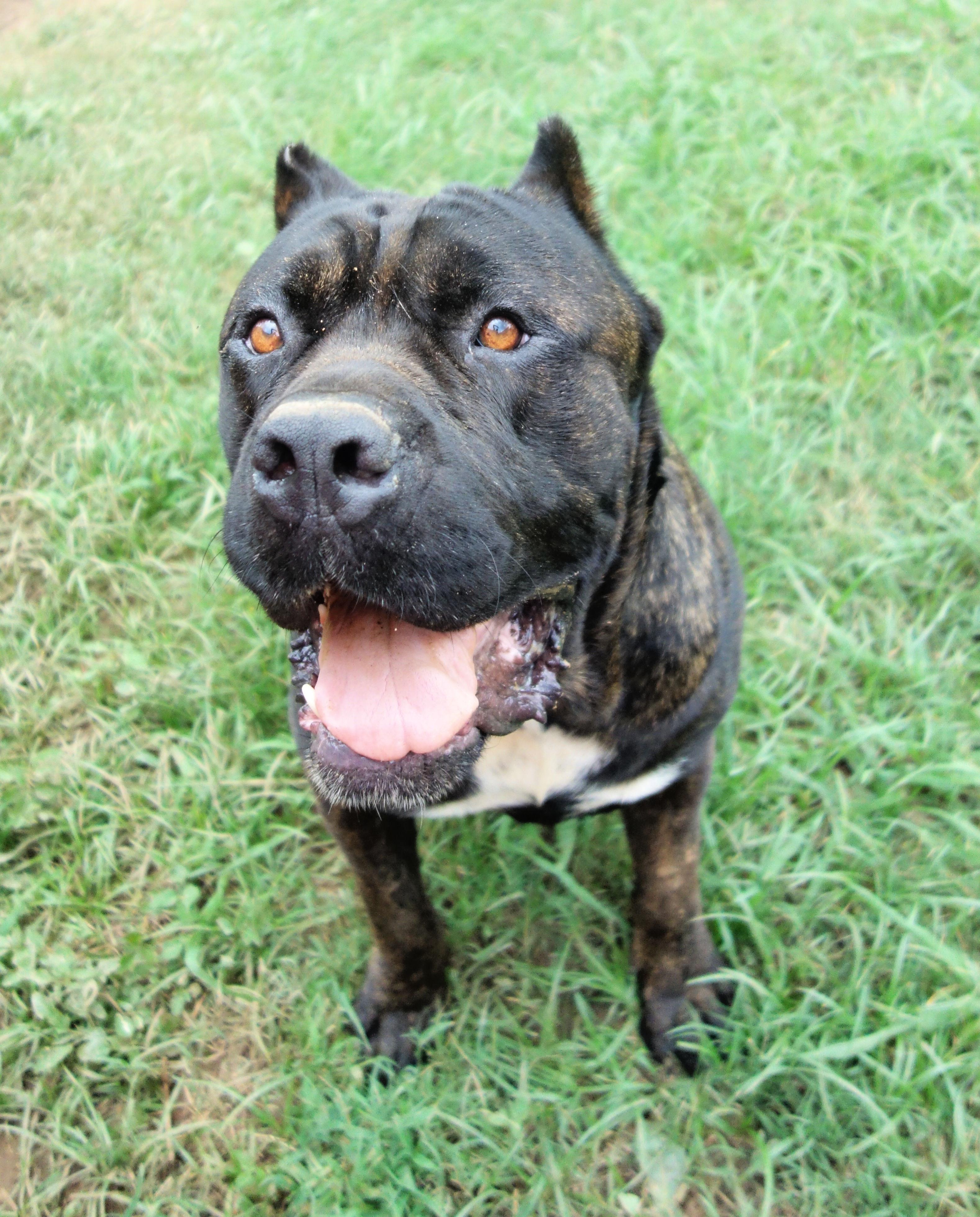 Griffin, a Adoptable Cane Corso in Norwood, GA image 2/6