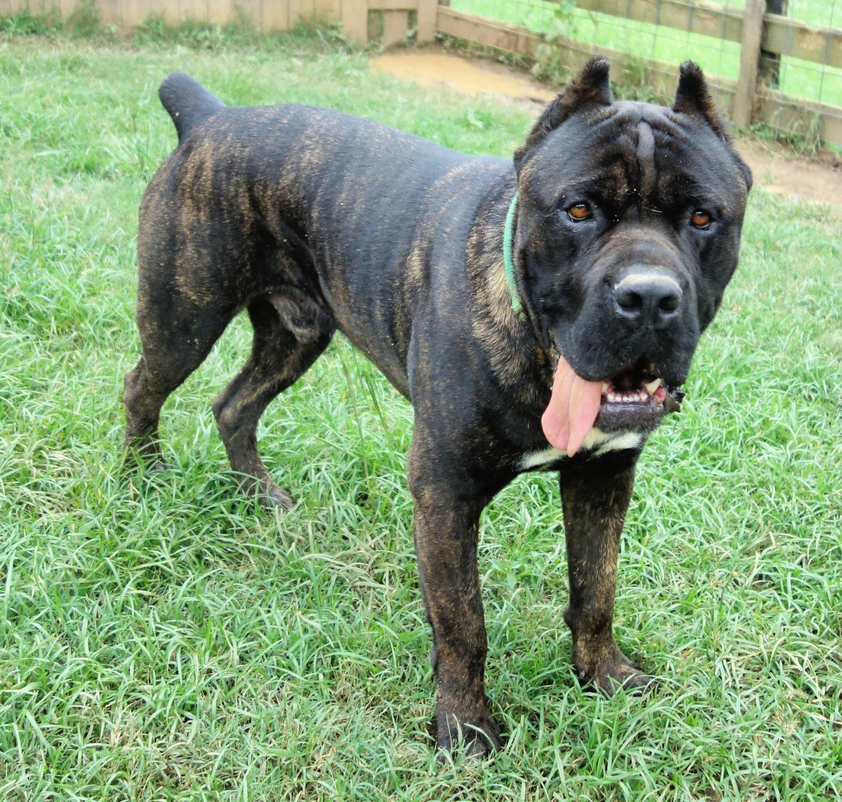 Griffin, a Adoptable Cane Corso in Norwood, GA image 3/6