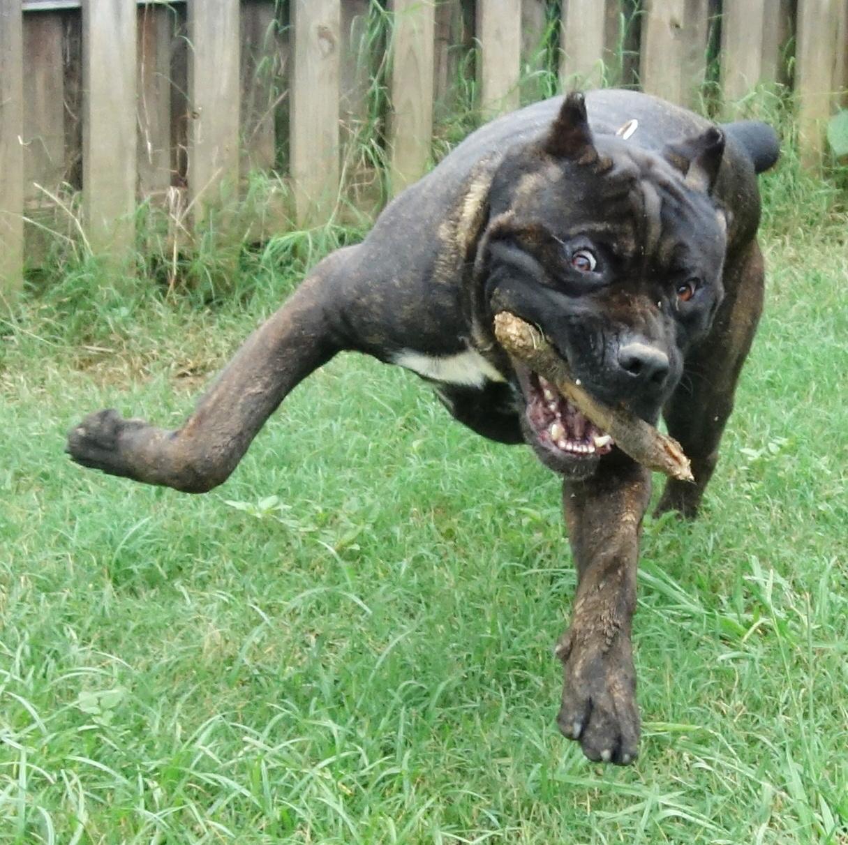 Griffin, a Adoptable Cane Corso in Norwood, GA image 4/6