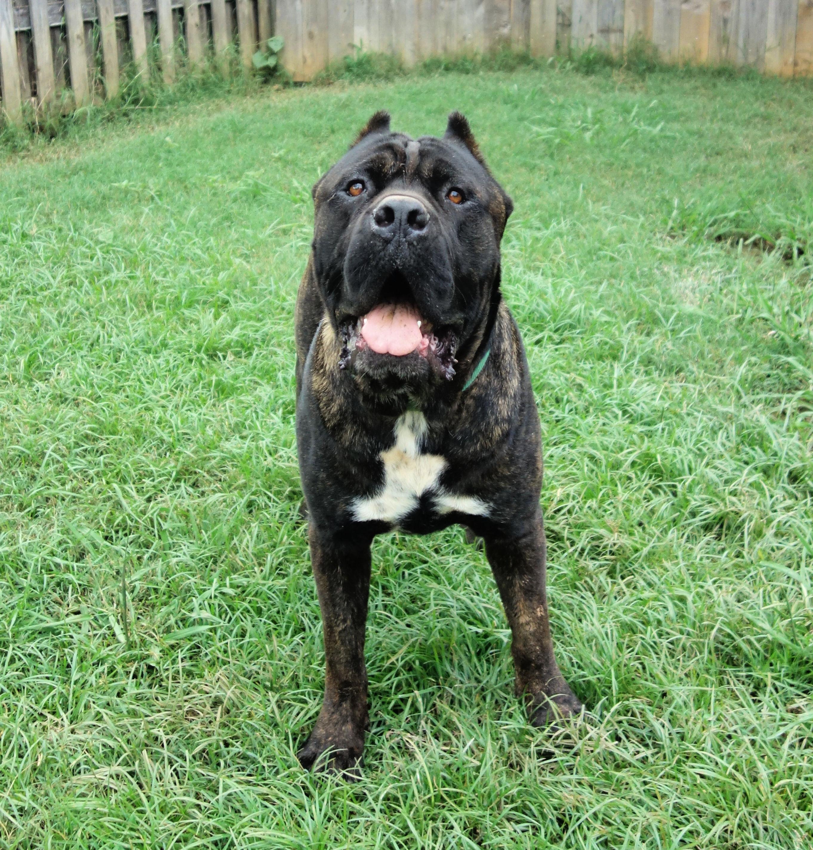 Griffin, a Adoptable Cane Corso in Norwood, GA image 5/6