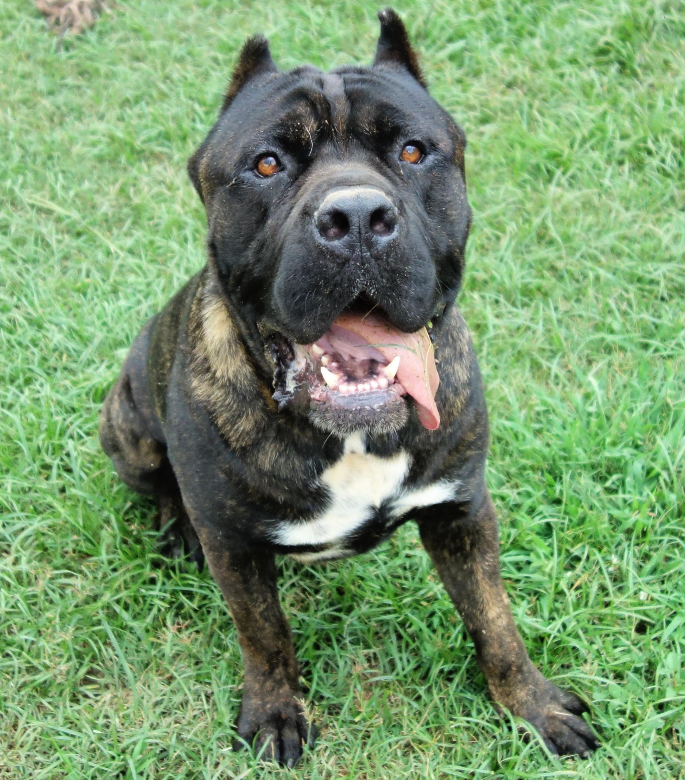 Griffin, a Adoptable Cane Corso in Norwood, GA image 6/6