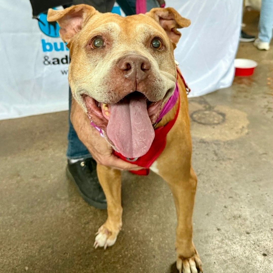 Diamond, ADOPTABLE, Senior Female American Staffordshire Terrier & Pit Bull Terrier.