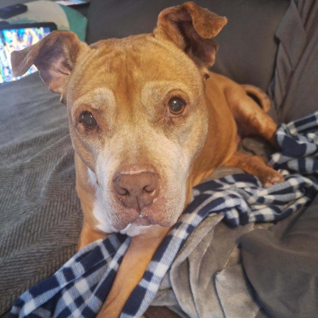 Diamond, ADOPTABLE, Senior Female American Staffordshire Terrier & Pit Bull Terrier.