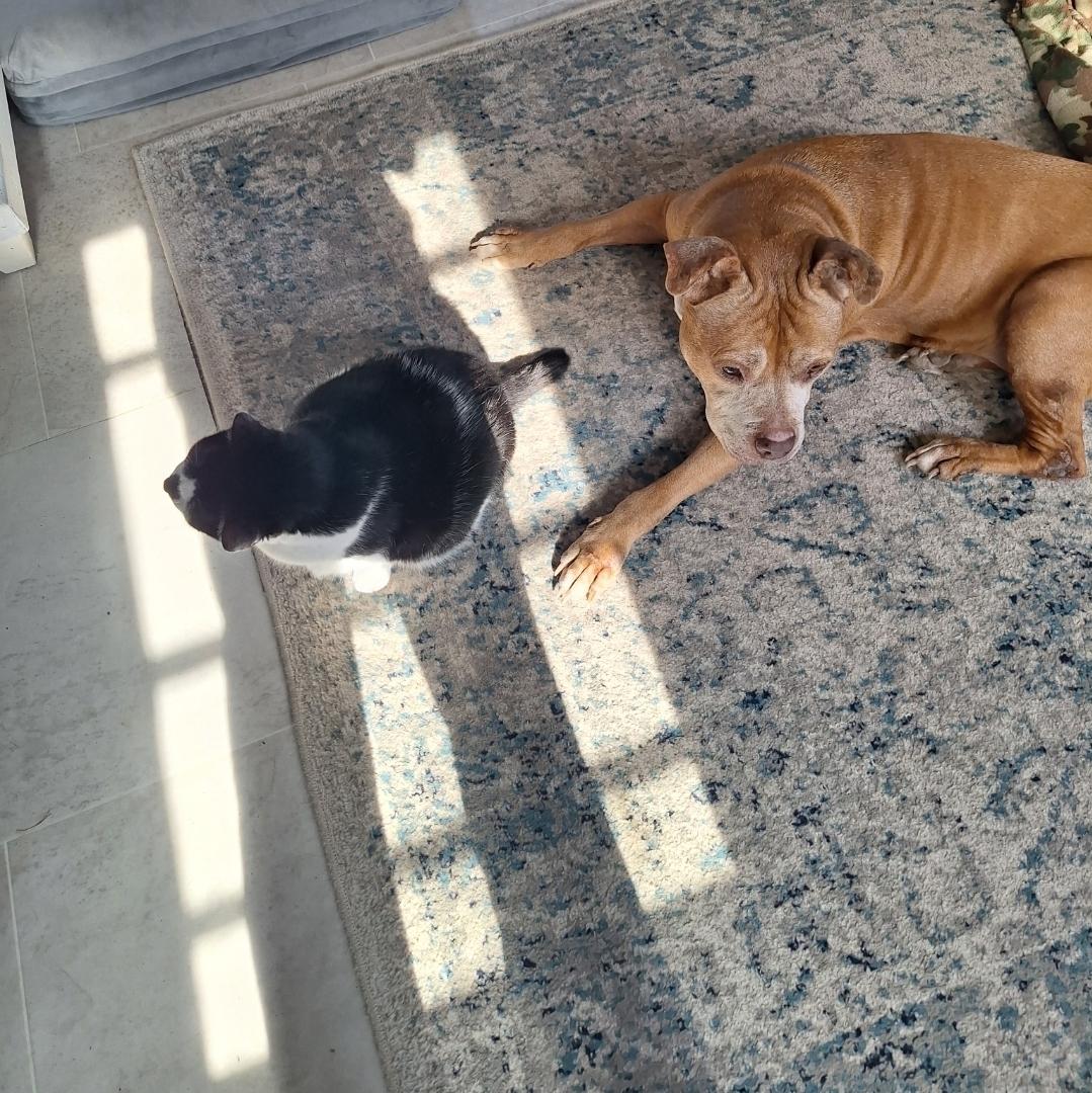 Enlarge Diamond, a ADOPTABLE mixed breed in Colonial Heights, VA image 2/4