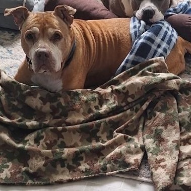 Enlarge Diamond, a ADOPTABLE mixed breed in Colonial Heights, VA image 4/4