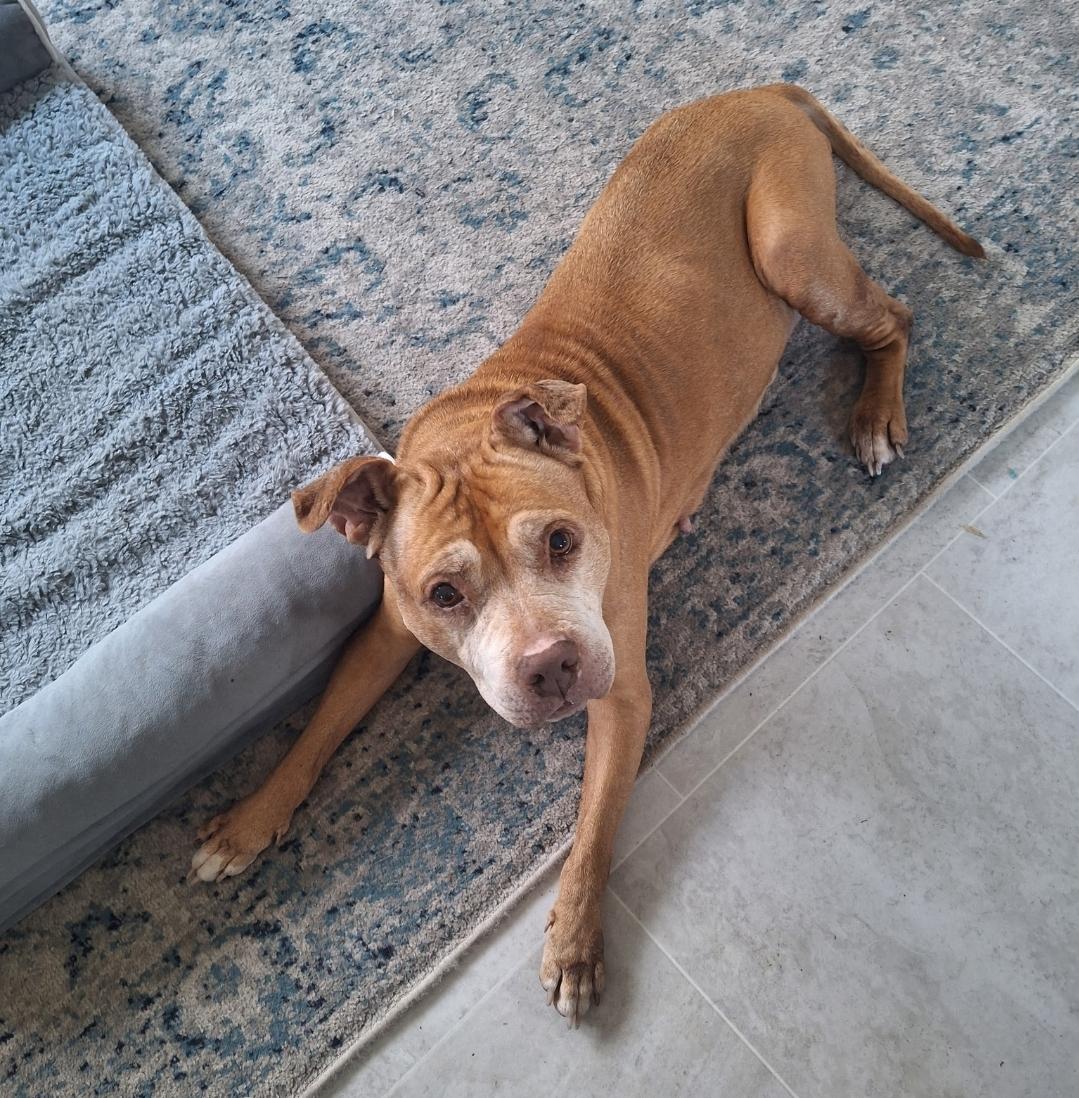 Enlarge Diamond, a ADOPTABLE mixed breed in Colonial Heights, VA image 3/4