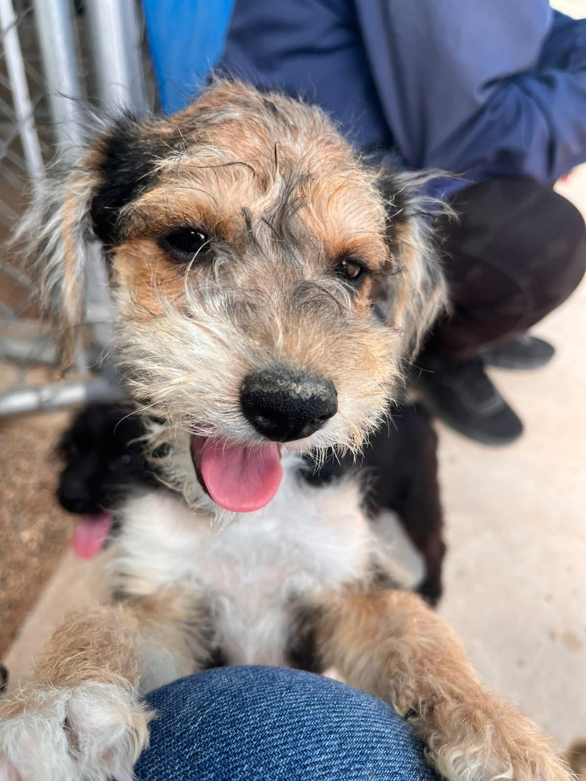 Enlarge Ramiro, a Adopted mixed breed in Santa Rosa, CA image 1/3