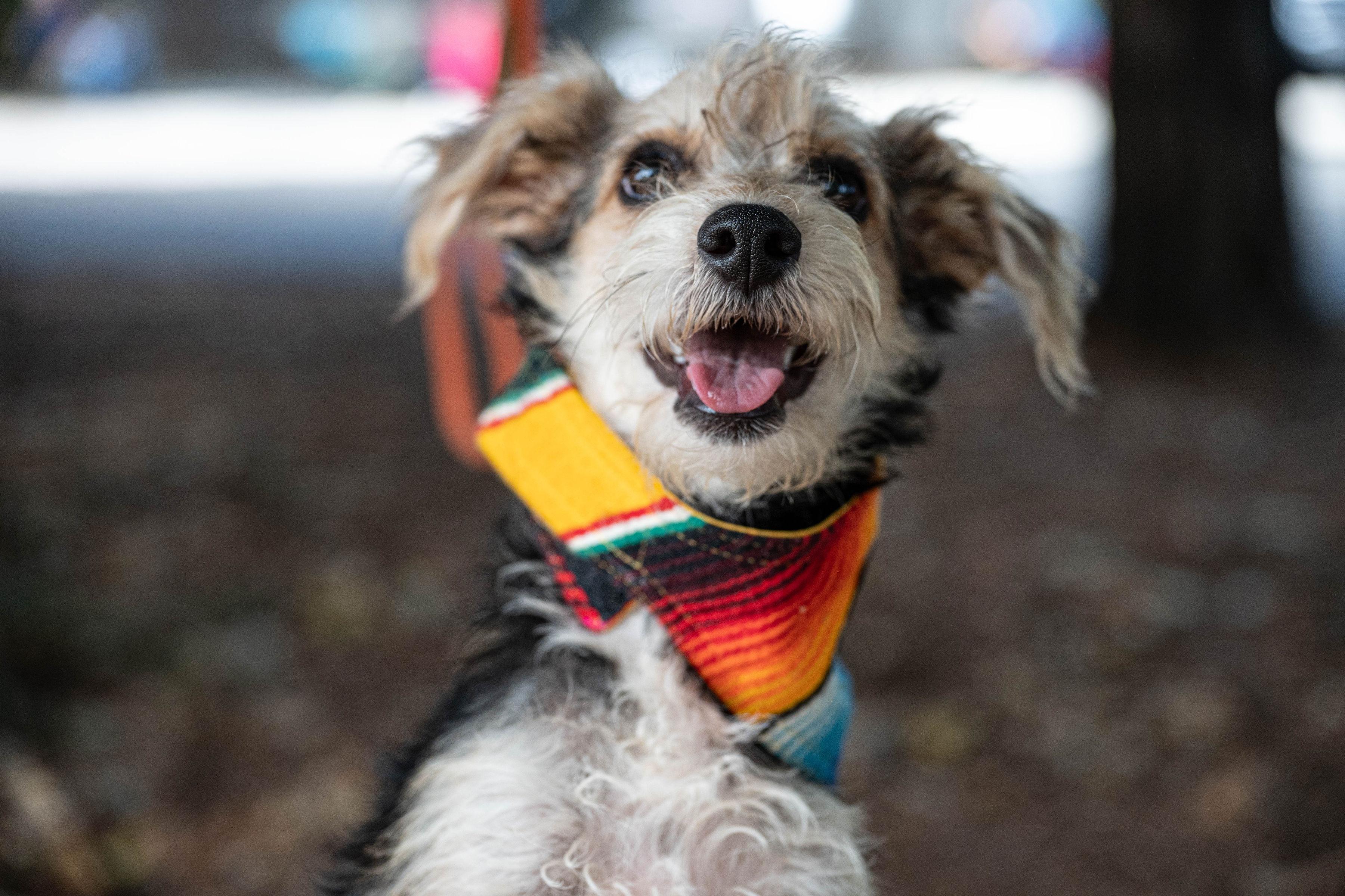 Enlarge Ramiro, a Adopted mixed breed in Santa Rosa, CA image 3/3