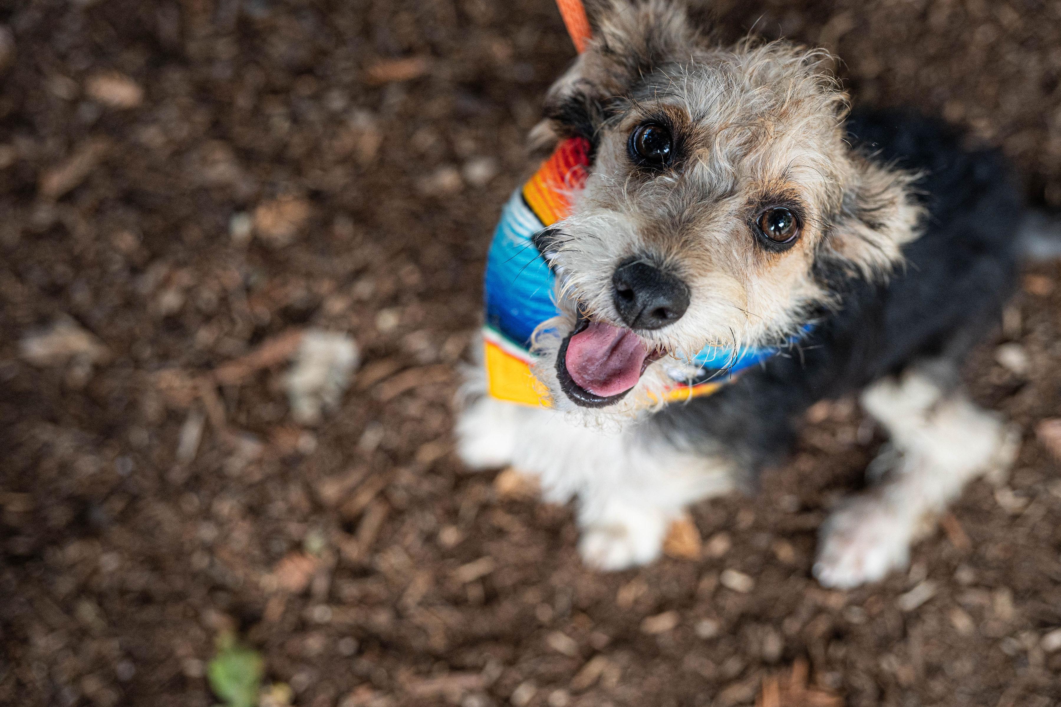 Enlarge Ramiro, a Adopted mixed breed in Santa Rosa, CA image 2/3