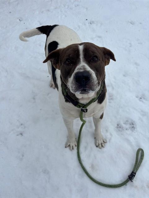 BABY BOY, Adoptable, Young Male American Staffordshire Terrier & Mixed Breed.