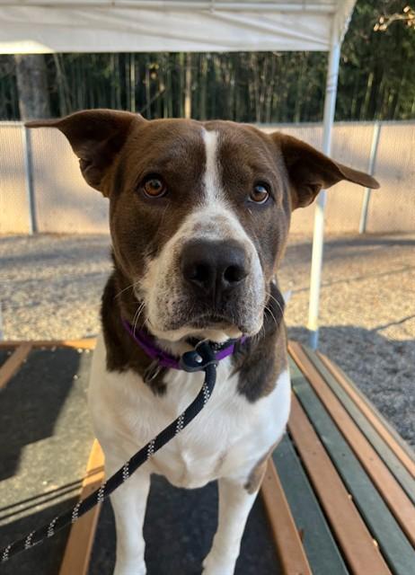 Enlarge BABY BOY, a Adoptable mixed breed in Lincolnton, NC image 1/1