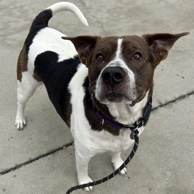 BABY BOY, Adoptable, Young Male American Staffordshire Terrier & Mixed Breed.