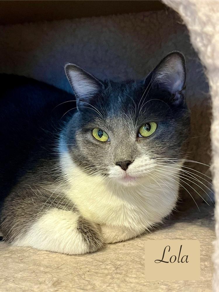 Enlarge Lola, a Adoptable Domestic Short Hair in Chalfont, PA image 1/6