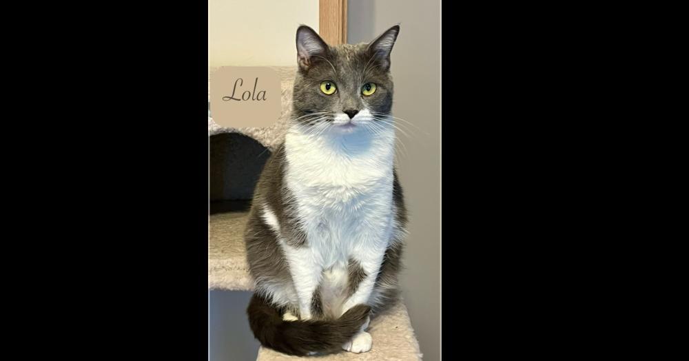 Enlarge Lola, a Adoptable Domestic Short Hair in Chalfont, PA image 2/6
