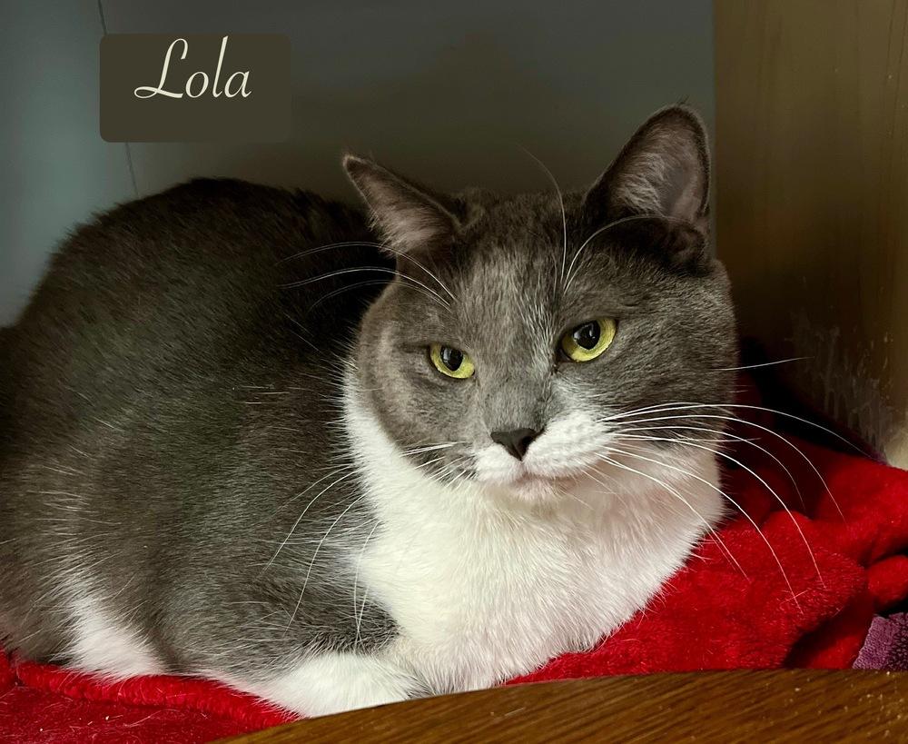 Enlarge Lola, a Adoptable Domestic Short Hair in Chalfont, PA image 4/6