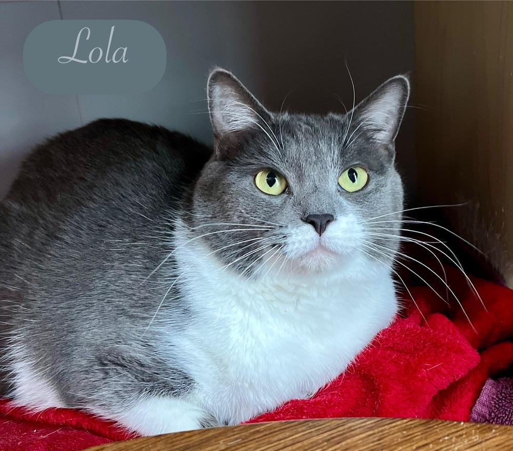 Enlarge Lola, a Adoptable Domestic Short Hair in Chalfont, PA image 5/6