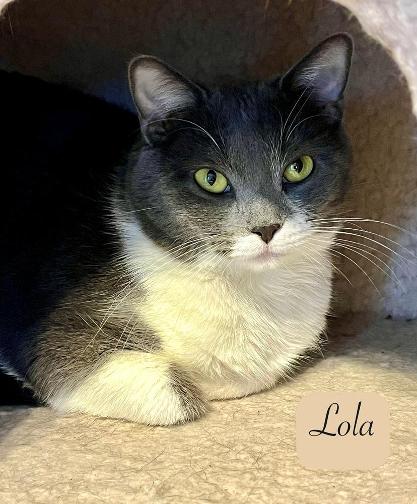 Enlarge Lola, a Adoptable Domestic Short Hair in Chalfont, PA image 6/6